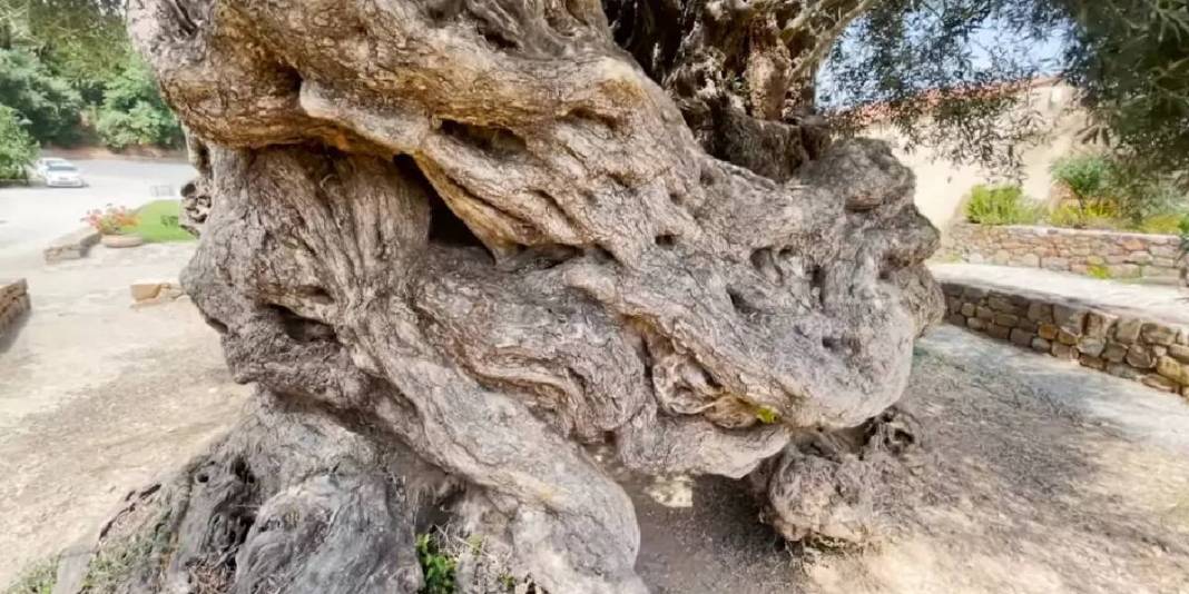 4 bin yıldır hayatta: Dünyanın en yaşlı ağacı yılda 20.000 ziyaretçi çekiyor 3